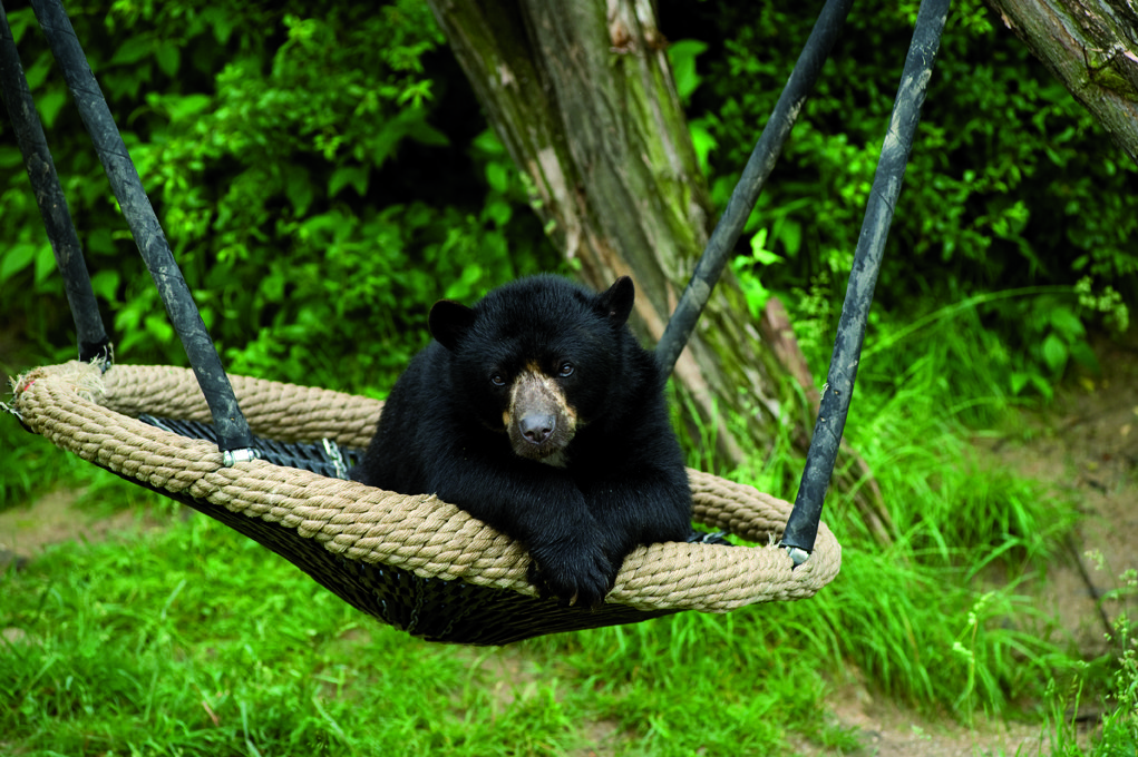 Bear in swing