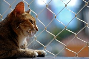 How to Build a Catio At Home