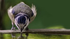 stopping birds from pooing in your garden