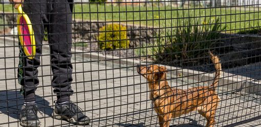 How to Dog-Proof Your Garden, Plants & Outdoor Space