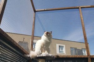 cat in front of netting