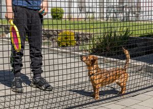 How to Dog-Proof Your Garden, Plants & Outdoor Space