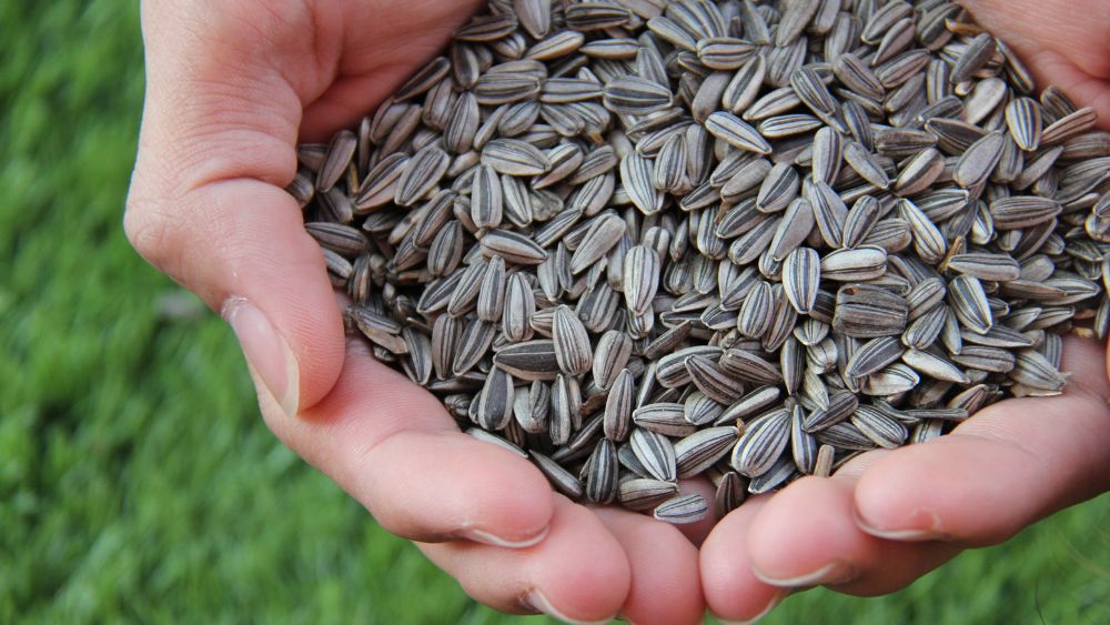 crushed sunflower seeds for birds